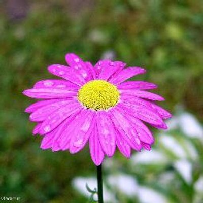 Profile Picture of Arpita Chatterjee (@haveconfident) on Twitter