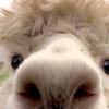Profile Picture of Stensrud (@@handikappaku1) on Tiktok
