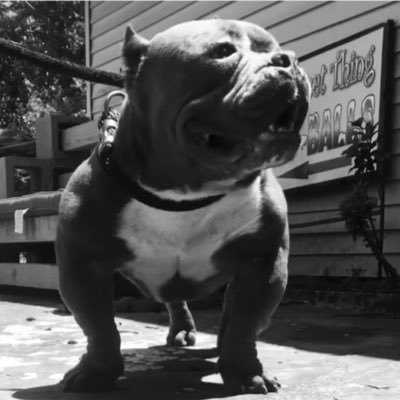 Profile Picture of Chris Delossantos (@chrisdelossan16) on Twitter