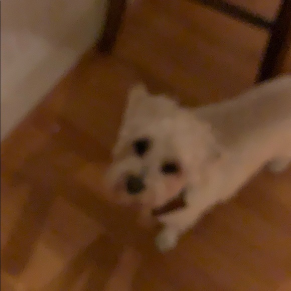 Profile Picture of Megan Apollonio (@meganapollonio) on Poshmark