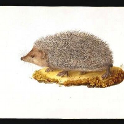Profile Picture of Darrell Cheng (@CuminAvocado) on Twitter