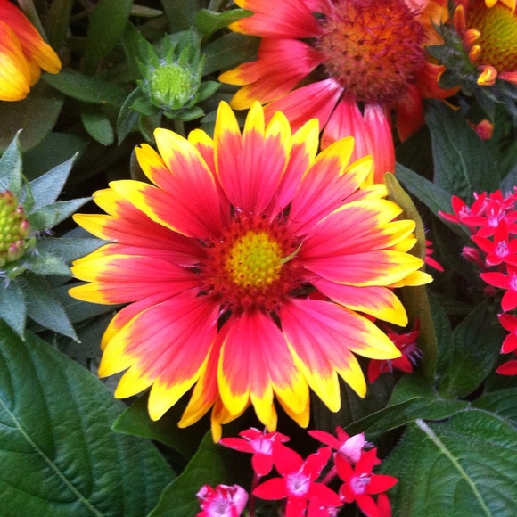 Profile Picture of Cindy Neisel (@cindy888) on Poshmark