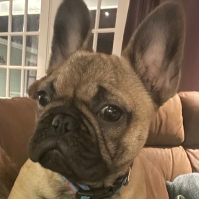 Profile Picture of Richard Shafer (@richardeshafer) on Twitter