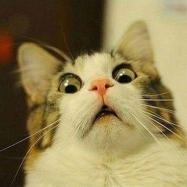 Profile Picture of Ericlau (@MrLauHK) on Twitter