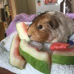 Profile Picture of Amelia (@amelia_de_piggywig) on Instagram