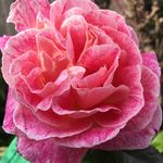 Profile Picture of Anna McArtney (@annalouisemcartney) on Instagram