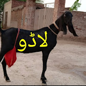 Profile Picture of HAMDARD GOATS FARM (@hamdardgoatsfarm2705) on Youtube