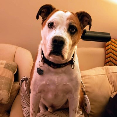 Profile Picture of Todd Koehler (@ToddKoehler4) on Twitter