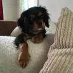 Profile Picture of peterswaine (@piereralph) on Instagram