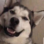 Profile Picture of Dallas 🐶 (@dallas_duroe) on Instagram