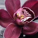 Profile Picture of Rosa Barraza (@rosa.barraza.7982780) on Instagram