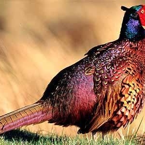 Profile Picture of Thomas Herrick (@215475350) on Myspace