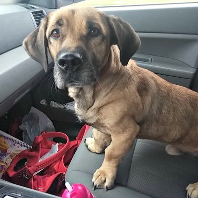 Profile Picture of Debra McDaniel (@DebraMc34464166) on Twitter