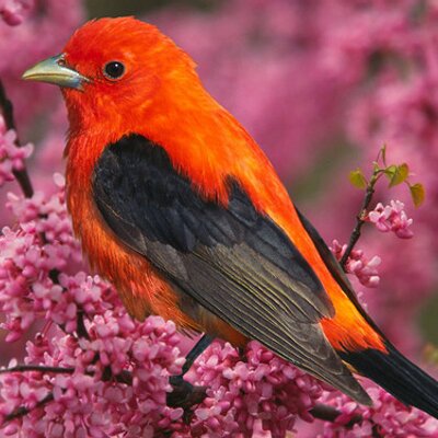 Profile Picture of Nader Rousta (@naderrousta) on Twitter