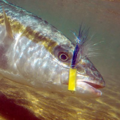 Profile Picture of John Holdsworth (@john_bwmr) on Twitter