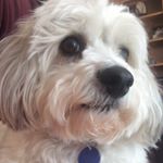 Profile Picture of Joseph Helstrom (@beariest_of_bears) on Instagram