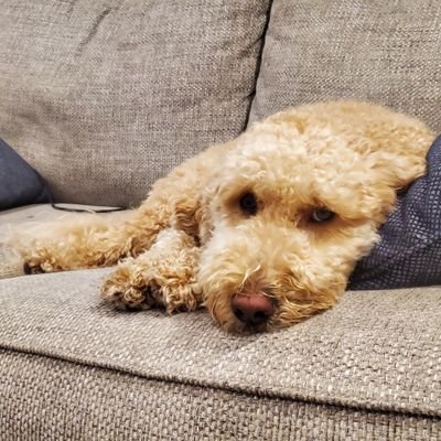 Profile Picture of DaveWaMtn (@dave_lindstedt) on Twitter