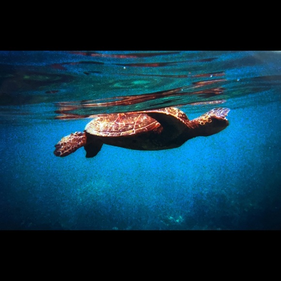 Profile Picture of Sydney Cotter (@sydney_cotter) on Poshmark