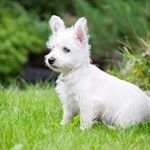 Andrew Michelson - Instagram Profile Picture of Andrew Michelson (@mikaelsoandrew) on Instagram