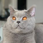 Profile Picture of JAMES & LUCA (@james_thebritishshorthair) on Instagram