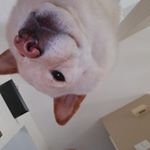 Profile Picture of Alexa Spigelmyer (@ppuni_ajs) on Instagram