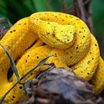Profile Picture of Alfredo Solano (@rainforest_photographer) on Instagram