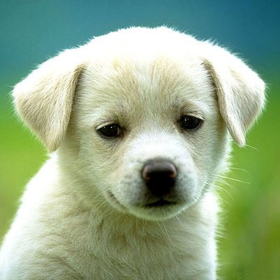 Profile Picture of Thomas A Witherspoon (@Twither407) on Twitter