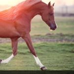 Leo Ambriz - Instagram Profile Picture of Leo Ambriz (@leo.ambriz.750) on Instagram