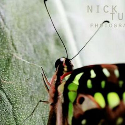 Profile Picture of NickTullyPhotography (@NickTullyPhoto) on Twitter