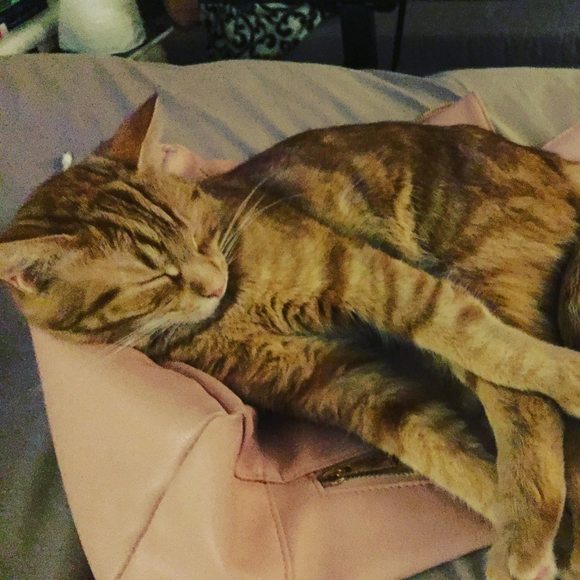 Profile Picture of Ashley Venker (@ashleyvenker) on Poshmark