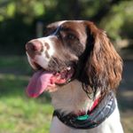 Profile Picture of ❤️Principe Harry❤️ (@principeharryspringer) on Instagram