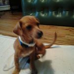 Profile Picture of Amanda Lynn Catoe (@amandacatoe) on Instagram