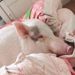 Profile Picture of Yukiko Hayashi (@yukiko0924buta) on Instagram