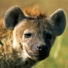 Profile Picture of Faasnu Fortis (@MikeHyena) on Twitter