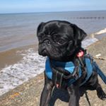 Profile Picture of Elmo Williams (@elmopug_) on Instagram