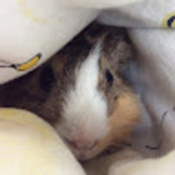 Profile Picture of Alice Hunt (@alicehazel09) on Poshmark