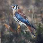 Profile Picture of George Garrett (@georgegarrett) on Flickr