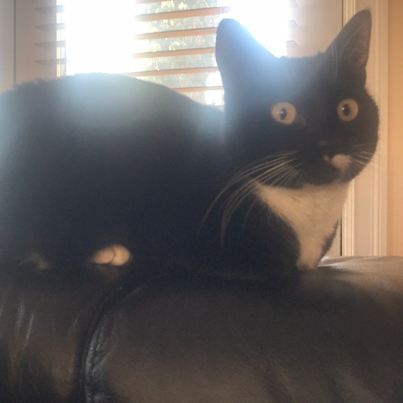 Profile Picture of Talin Jankovic (@talinejan) on Poshmark