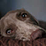 Profile Picture of deliriant (@deliriant) on Flickr