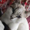 Profile Picture of paulapires370 (@paulapires370) on Tiktok