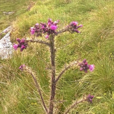 Profile Picture of Fiona McGrath (@FionaMcGrath2) on Twitter
