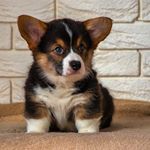 Profile Picture of Leah LeClaire (@leah.31110) on Instagram