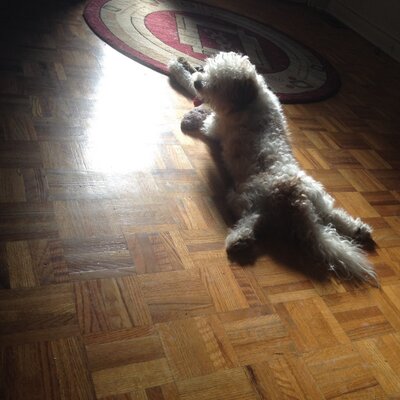 Profile Picture of Josh Coelho (@josh_coelho) on Twitter