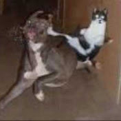 Thomas Murach - Youtube Profile Picture of Thomas Murach (@goombabeatdown) on Youtube