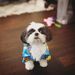 Profile Picture of Michelle Law (@meeshiemoshie) on Pinterest