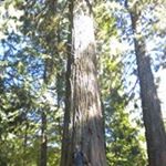 Profile Picture of Marc Miro Roure (@marcmiroroure) on Instagram