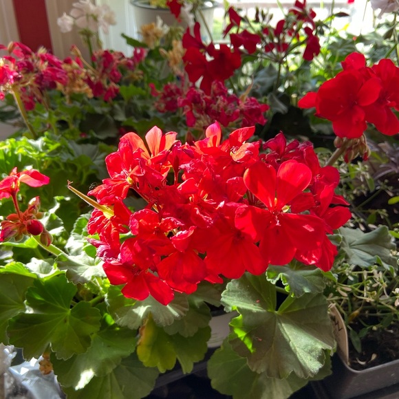 Profile Picture of Nicola Stinchcombe (@nstinchcombe) on Poshmark