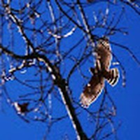 Profile Picture of Johnny Tobias (@johnny-tobias-4) on Quora