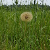 Profile Picture of Soo Cho (@soocchi) on Youtube