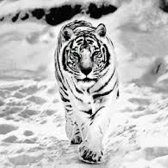 Profile Picture of Malcolm Williams (@funguy1) on Poshmark